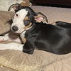 adoptable Dog in Denton, TX named Blue