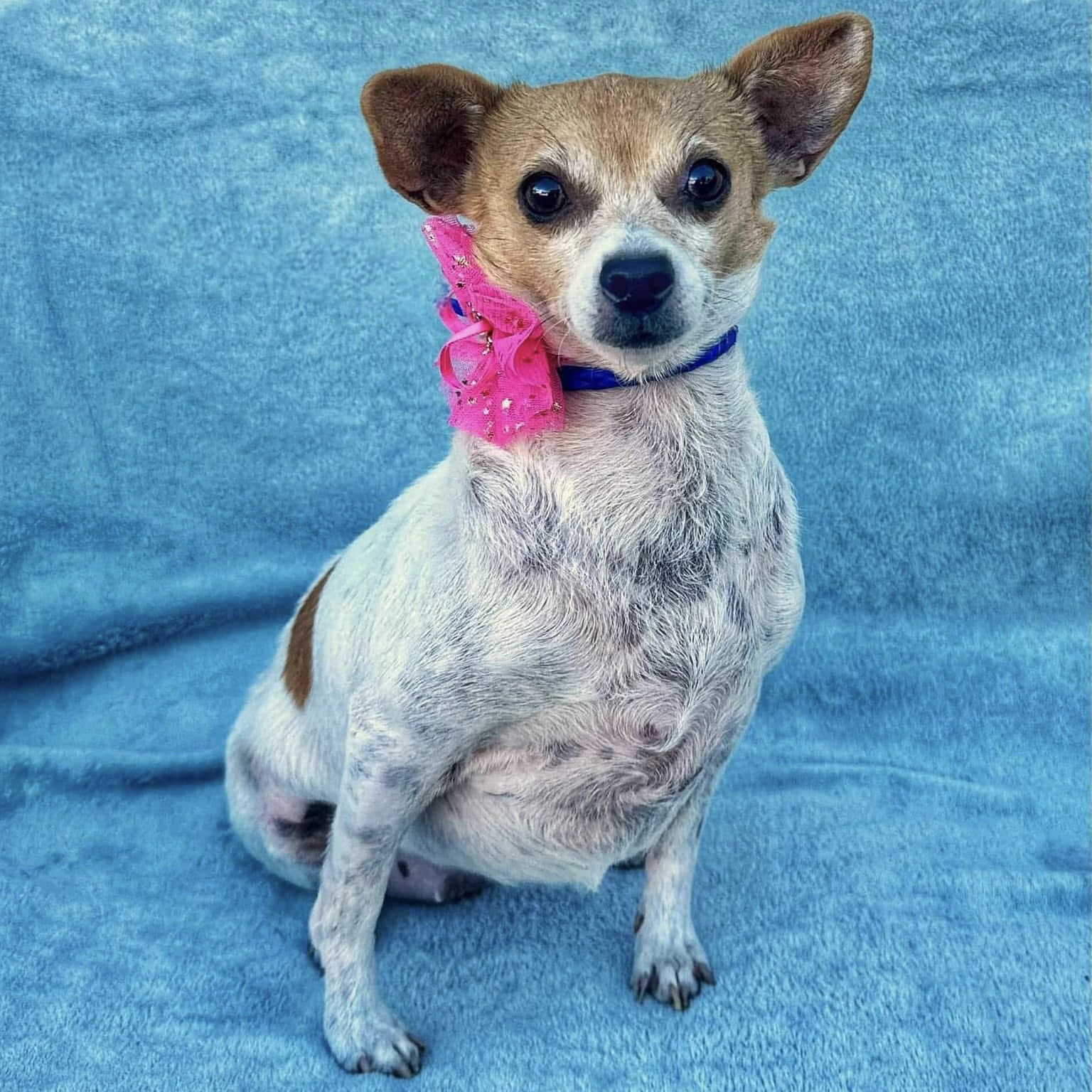 adoptable Dog in Denton, TX named Shirley