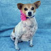 adoptable Dog in Denton, TX named Shirley