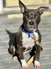 adoptable Dog in  named Porter