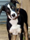 adoptable Dog in  named Becket