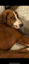 adoptable Dog in  named Pastel GDP