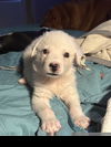 adoptable Dog in  named Beau