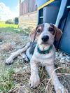 adoptable Dog in  named Theo GDP