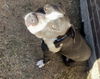 adoptable Dog in  named Blue GDP