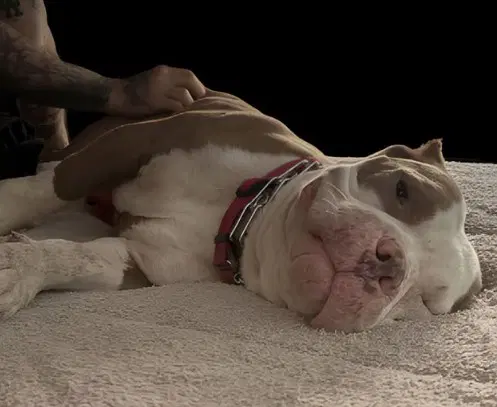 Brock Gdp - American Bully