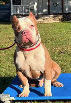 BROCK GDP - American Staffordshire Terrier available for adoption