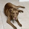 adoptable Dog in  named Hazel GDP