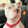 adoptable Dog in  named Heaven GDP