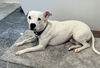 adoptable Dog in  named Hedy GDP