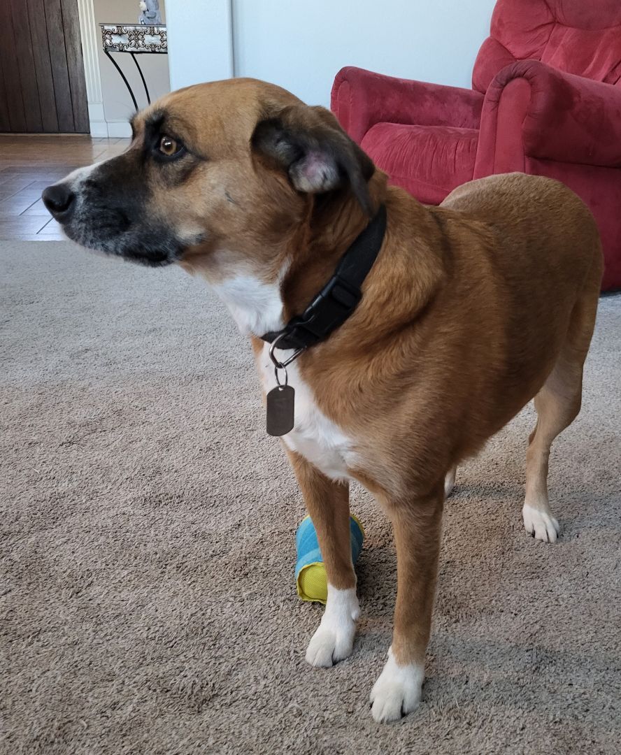 adoptable Dog in Denton, TX named Izzy GDP