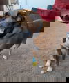 adoptable Dog in  named Izzy GDP