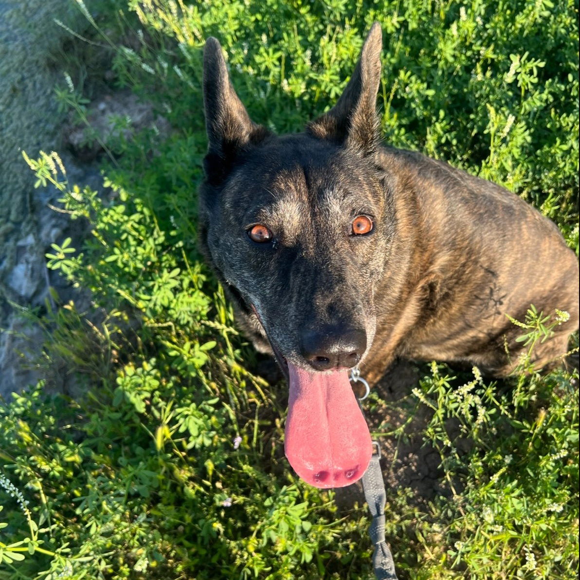 adoptable Dog in Denton, TX named Kennedy GDP