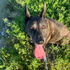 adoptable Dog in  named Kennedy GDP