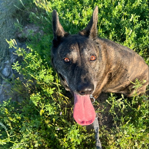 KENNEDY GDP - Dutch Shepherd available for adoption