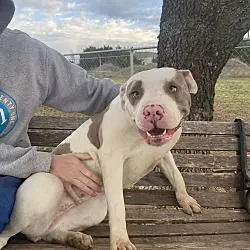 Kiera Gdp - American Staffordshire Terrier