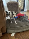adoptable Dog in  named Kiera (BH) GDP