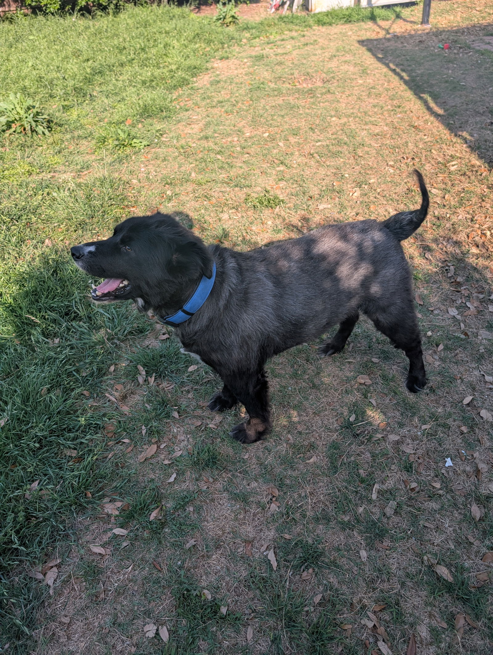 adoptable Dog in Denton, TX named Bowie GDP