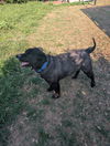 adoptable Dog in  named Bowie GDP