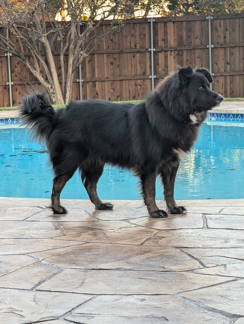 BOWIE GDP - Border Collie available for adoption