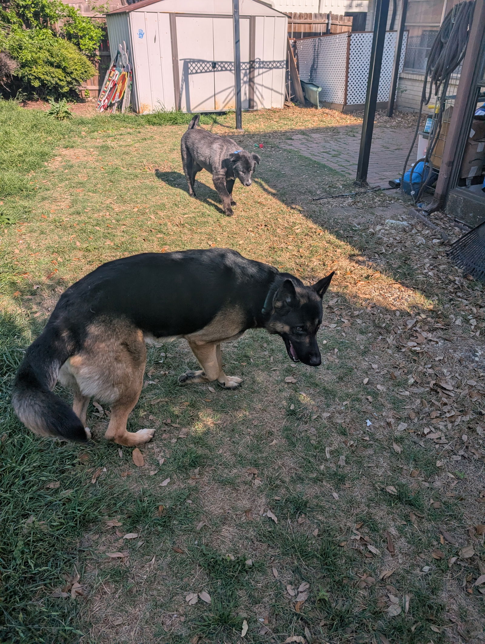 adoptable Dog in Denton, TX named Scout GDP