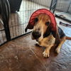 adoptable Dog in Denton, TX named Hey Girl