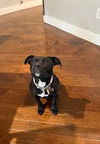 adoptable Dog in Denton, TX named Marcia GDP
