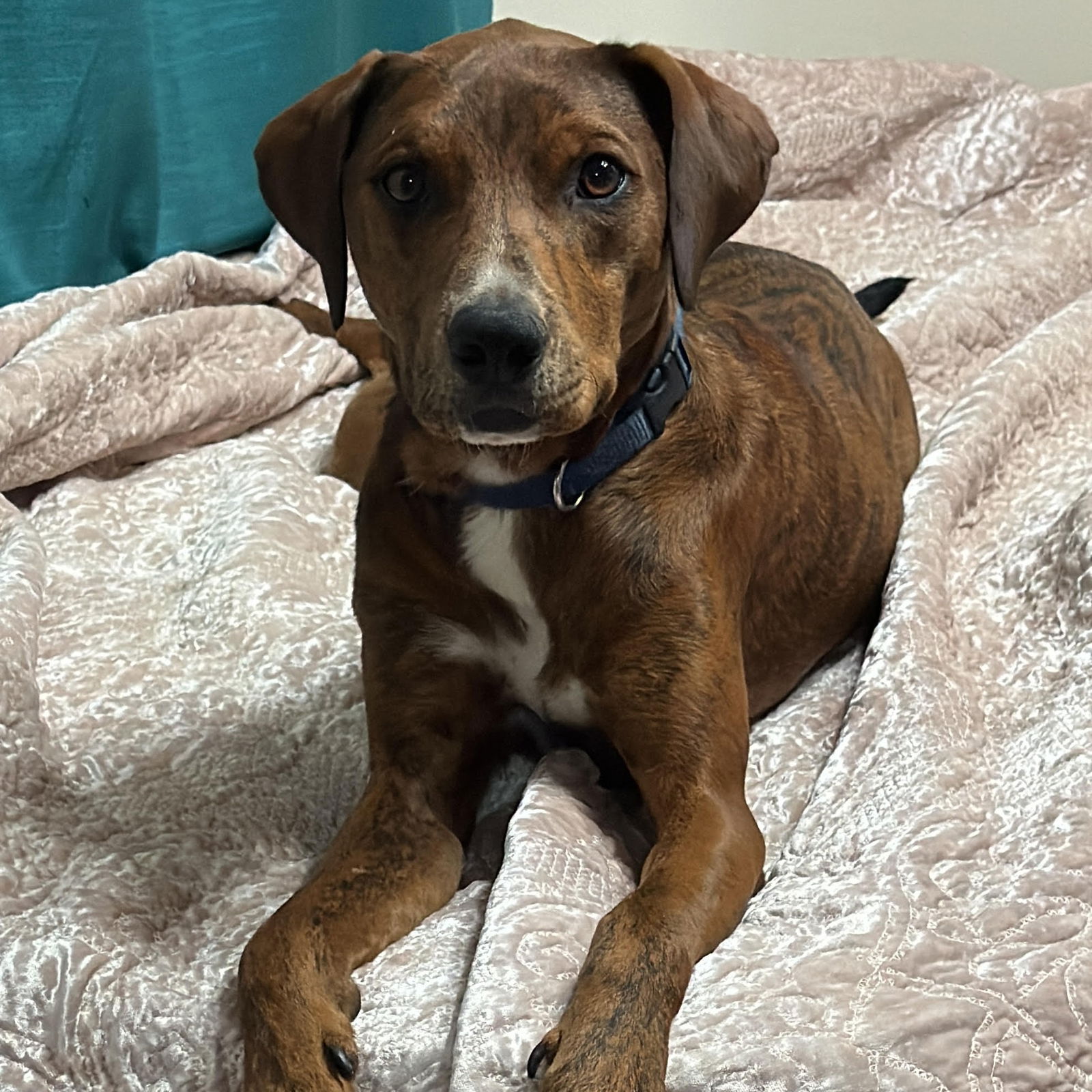 adoptable Dog in Denton, TX named MyTai GDP