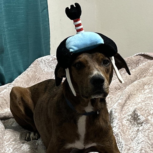 MYTAI GDP - Pit Bull Terrier available for adoption