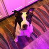 adoptable Dog in Denton, TX named Penny GDP