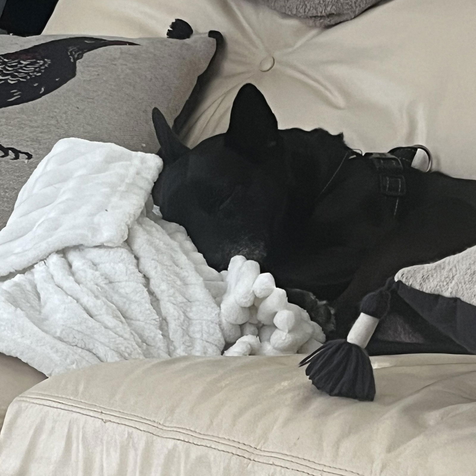 adoptable Dog in Denton, TX named Sirius GDP