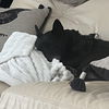 adoptable Dog in Denton, TX named Sirius GDP