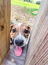 adoptable Dog in Denton, TX named Simon GDP