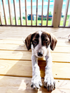 adoptable Dog in Denton, TX named Shiloh GDP