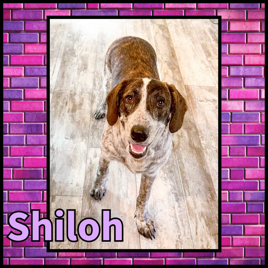 Shiloh Gdp - Collie