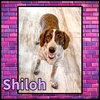Shiloh GDP - Photo 1