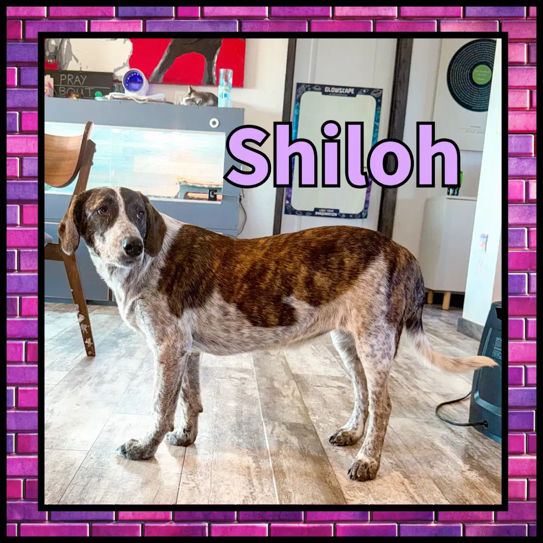 Shiloh Gdp image 2