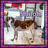 Shiloh GDP - Photo 2