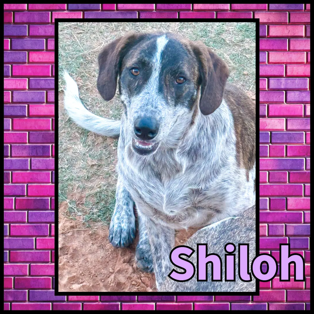 Shiloh Gdp image 3