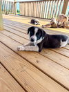 adoptable Dog in Denton, TX named Pig GDP