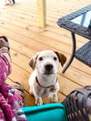 adoptable Dog in Denton, TX named Dot GDP