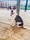 adoptable Dog in Denton, TX named Daisy GDP