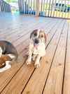 adoptable Dog in  named Chunk GDP