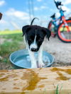 adoptable Dog in  named Bella GDP