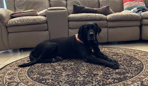BUDDY GDP - Labrador Retriever / Mastiff available for adoption