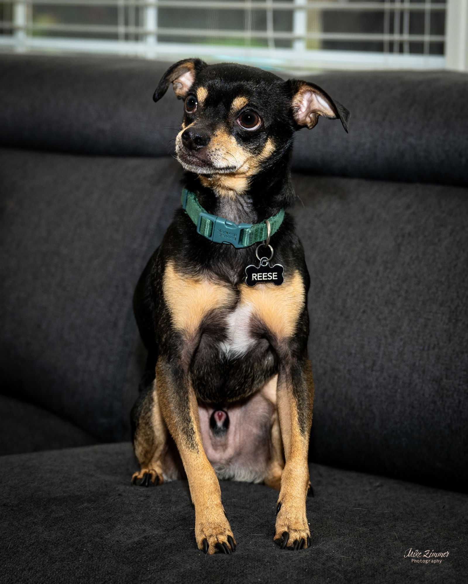 adoptable Dog in Denton, TX named Reese GDP