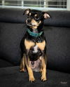 adoptable Dog in  named Reese GDP