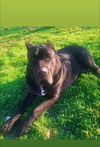 adoptable Dog in  named Gator GDP