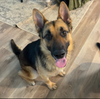 adoptable Dog in  named Igris GDP