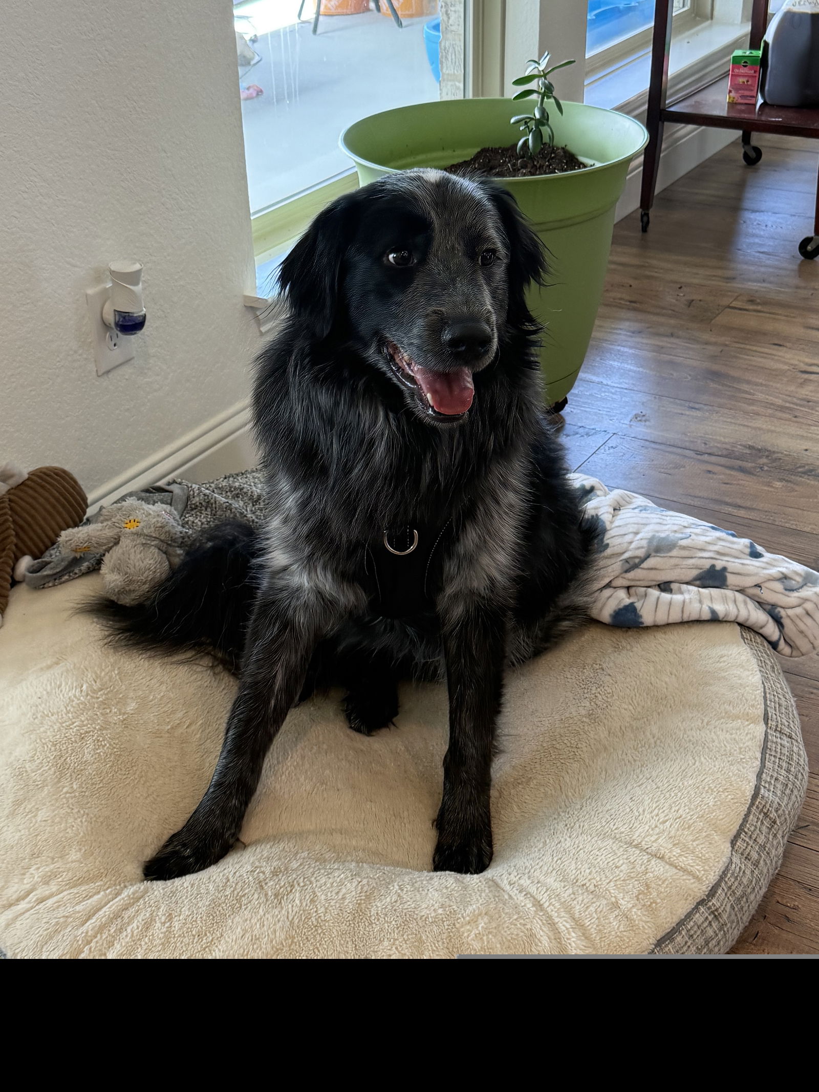 adoptable Dog in Denton, TX named Romeo GDP